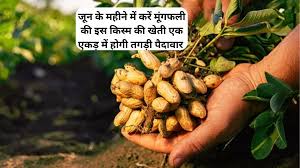 जून में करें मूंगफली की इस किस्म की बुवाई, कम समय में मिलेगी प्रति एकड़ 25 क्विंटल तक उपज