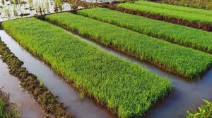 इस विध‍ि से करें धान की रोपाई, कम पानी में ज्‍यादा पैदावार, खरपतवार का टेंशन भी खत्‍म!