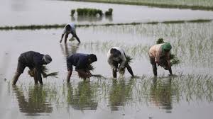 धान की रोपाई से पहले अपनाएं ये देसी ट्रिक, खरपतवार और कीटों से मिलेगी निजात, बंपर होगी पैदावार