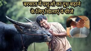 बरसात में गाय-भैंस का दूध घट रहा? तो जाने इसका कारण और उपाय