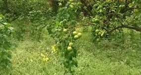 न खाद, न कीटनाशक, फिर भी बंपर पैदावार… मौसमी खेती बनी कमाई का मंत्र, किसान मालामाल!