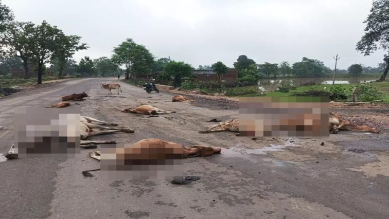 सड़क पर बैठे गौवंशों पर चढ़ा दी गाड़ी: 17 मवेशियों की मौत, 5 घायल