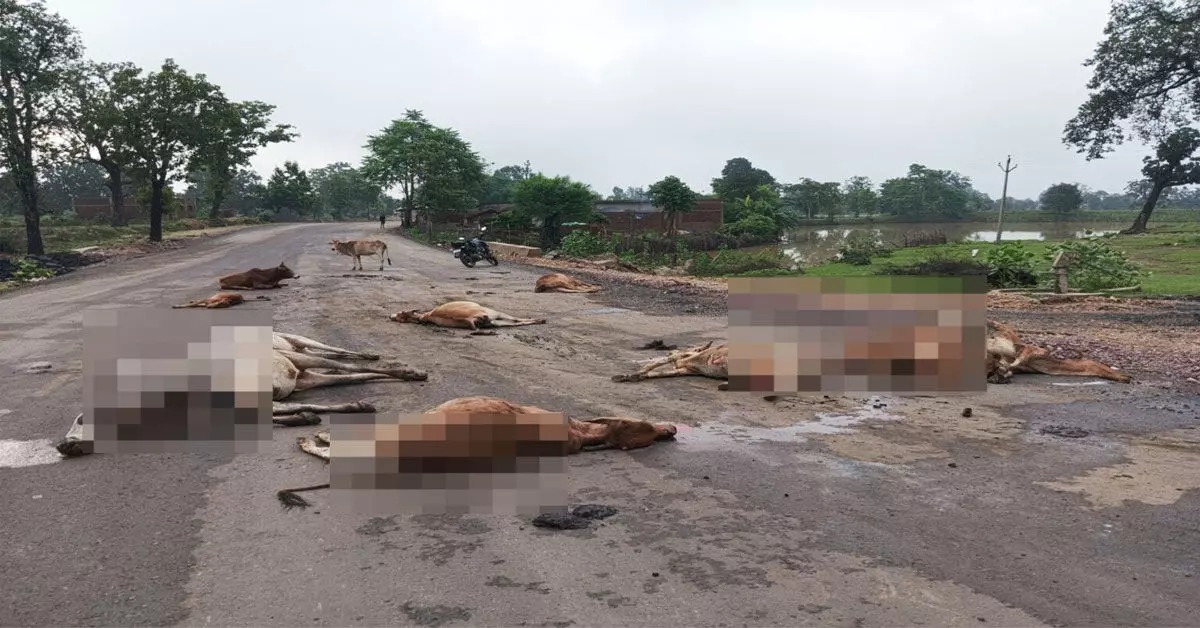 सड़क पर बैठे गौवंशों पर चढ़ा दी गाड़ी: 17 मवेशियों की मौत, 5 घायल