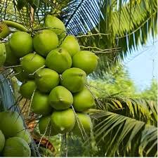 नारियल की ये किस्म की खेती, एकबार करें पौधों की रोपाई जीवन भर होगी लाखों की ताबड़तोड़ कमाई