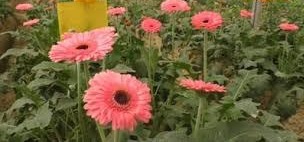 रोज़ाना 5000 की कमाई!, सिर्फ खुशबू ही नहीं इस फूल की खेती से होगी पैसों की बारिश!