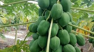 ये है पपीते की सबसे बेस्ट वैरायटी, मार्केट में है खूब डिमांड खेती से कई सालों तक होगा जबरदस्त मोटा मुनाफा