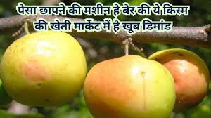पैसा छापने की मशीन है बेर की ये किस्म की खेती, मार्केट में है खूब डिमांड खेती से हो जायेंगे धनवान