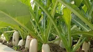 बरसात में पैसे बरसाएगी इस सब्जी की खेती, दिन दूनी रात चौगुनी होगी कमाई खेती से धनवान हो जायेंगे किसान