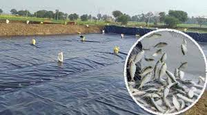 बरसात में मछली पालक तालाब में गोबर के साथ डालें ये चीज, मछली का वजन बढ़ेगा, पानी साफ होगा