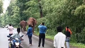 सड़क पर दिखे दो दंतैल हाथी: राहगीरों ने अपनी-अपनी गाड़ी रोककर बनाया VIDEO