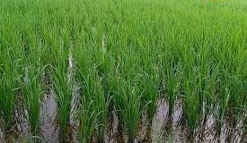 धान की फसल में नमक का छिड़काव करना कितना फायदेमंद? कृषि एक्सपर्ट से जाने असली सच
