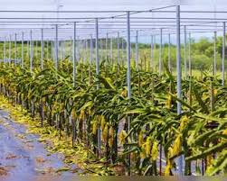 ये खेती नहीं, खेत में उगता सोना है, एक बार लगाएं और फिर हर साल होगा डबल फायदा