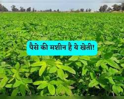 खेती नहीं ये पैसा बरसाने का तरीका है, इन छोटे से दानों को उगाकर होगी ताबड़तोड़ कमाई