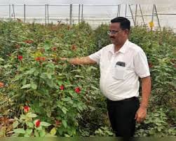 इस फूल की खेती से किसान बना मालामाल! एक साल में कमाया ₹10 लाख का मुनाफा