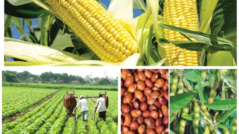 कृषक उन्नति योजना से अब खरीफ में दलहन-तिलहन, मक्का तथा लघु धान्य फसलों का उत्पादन करने वाले कृषकों को मिलेगा आदान सहायता राशि का लाभ