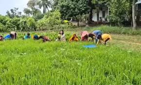 धान के खेत में मजदूरों संग उतरीं कृषि मंत्री की पत्नी, पुष्पा नेताम का सादगी भरा वीडियो हुआ वायरल