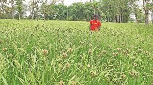 धमतरी में इस साल रागी बदलेगी किसानों की ‘किस्मत’, इस वजह से अन्नदाता के लिए होगा मुनाफे का सौदा