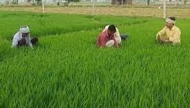 प्रति एकड़ में 6 हजार की बचत, पानी लगेगा कम…नहीं ताकनी होगी मजदूरों की राह, जादुई है धान बोने की ये विधि!
