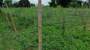 इस विधि से सब्जी की खेती करने के लिए मिलेगा 50 प्रतिशत अनुदान, सब्जी की गुणवत्ता और उत्पादन में होगी वृद्धि