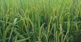 यूरिया- नाइट्रोजन का चक्कर छोड़िए… रोपाई के टाइम करें ये जुगाड़, लहलहाएगी धान की फसल