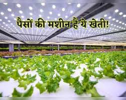 ये खेती नहीं, ‘नोट छापने की मशीन है, अब महीनों का इंतजार खत्म, ये हरा सोना’ उगाएं