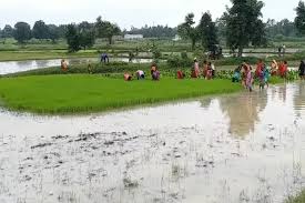 धान रोपाई की आ गई गजब तकनीक, कम लागत और कम पानी में बंपर पैदावार