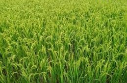 सावधान! धान में तेजी से फैल रहा ब्लास्ट रोग, किसान तुरंत ऐसे करें बचाव, वरना बर्बाद हो जाएगी फसल