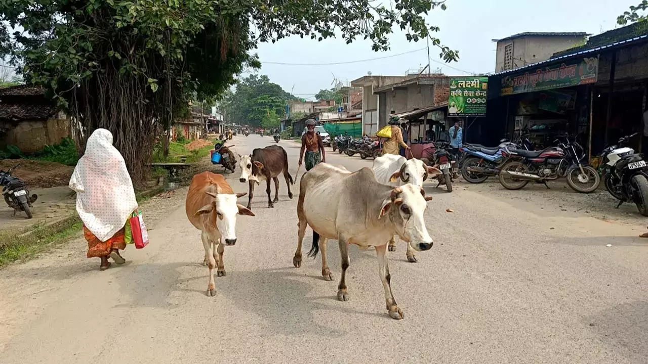 पशुपालकों को SSP की सख्त चेतावनी: एक सप्ताह में पशुओं की करें व्यवस्था, वरना होगी कड़ी कार्रवाई