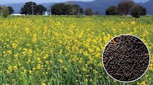 अधिक उत्पादन के चलते किसानों के बीच लोकप्रिय होती जा रही है सरसों की यह नई उन्नत किस्म, संस्थान को मिला अवार्ड