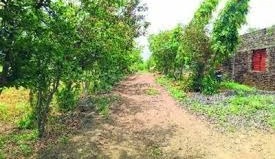Agriculture News: खेत के मेड़ों पर लगा दें ये 5 पौधे, 10 साल में बन सकते हैं करोड़पति!