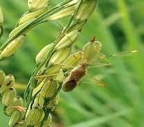 Agri Tips: धान की फसल पर मंडरा रहा बड़ा खतरा, जल्दी करें ये जरूरी उपाय, वरना…