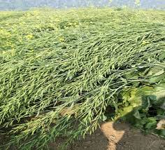 अक्टूबर में बुवाई के लिए सबसे बढ़िया फसल, कम खर्च में लाखों की कमाई – जानें कौन सी
