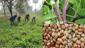 करोड़पति बनाने वाली है ये खेती, सिर्फ 30 दिनों में मुनाफा देगी ये फसल