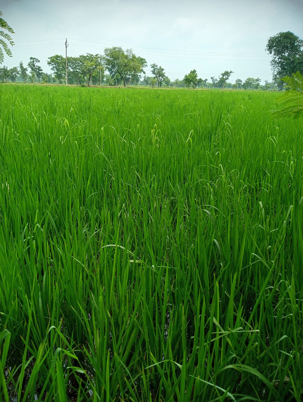 धान की फसल में लग रहा है झुलसा रोग? इस दवा का करें छिड़काव, होगी बंपर पैदावार