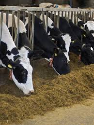 भूसे से बनाएं प्रोटीन वाला पौष्टिक चारा, बाल्टी भरकर दूध देंगी गाय-भैंस, सेहत भी रहेगी दुरुस्त