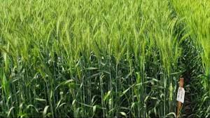 गेंहू की इन टॉप 10 किस्मों से किसान प्राप्त कर सकते हैं 80 क्विंटल तक पैदावार, जानें अन्य खासियत!
