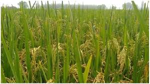 धान काटने के पहले खेत में छिड़क दें बीज, तैयार हो जाएगी रबी फसल, उतेरा विधि से किसानों को डबल मुनाफा