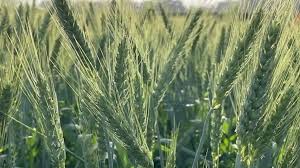 कृषि विश्वविद्यालय ने विकसित की गेहूं की अधिक पैदावार देने वाली किस्म WH 1309