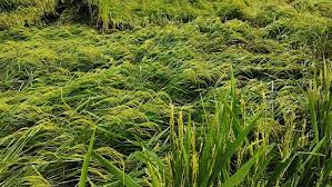 कुछ गलतियों से बर्बाद हो जाएगी खड़ी फसल, कैसे पता करें धान काटने का सही समय?