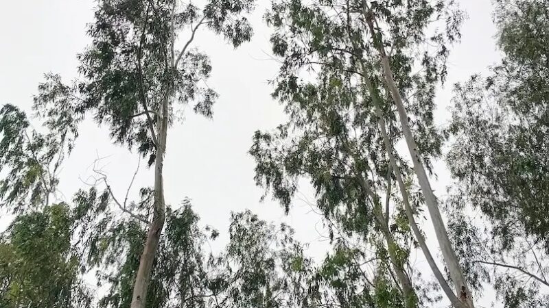 खेत की मेड़ पर लगा दें ये पौधा, 5 से 6 साल में होगा तैयार, बन जाएंगे लखपति!