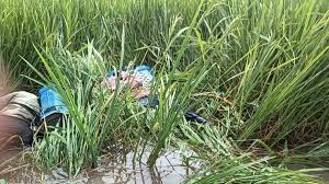 खेत में दवा छिड़कने गए 2 सगे भाइयों की करंट से मौत, गांव में पसरा मातम