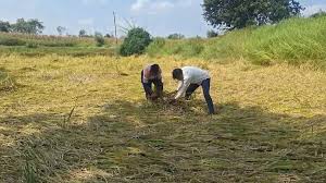 जशपुर जिले में आंधी-तूफान के साथ ओलावृष्टि से किसान निराश, कटाई के लिए तैयार थी धान की फसल