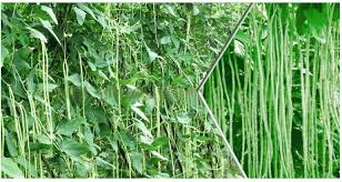 आधे एकड़ में करें बरबट्टी की खेती, हर सीजन में होगी 50,000 रुपये की कमाई