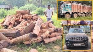 अवैध लकड़ी तस्करी पर वन विभाग की बड़ी कार्रवाई, ट्रक और स्कॉर्पियो समेत 45 लाख का माल जब्त