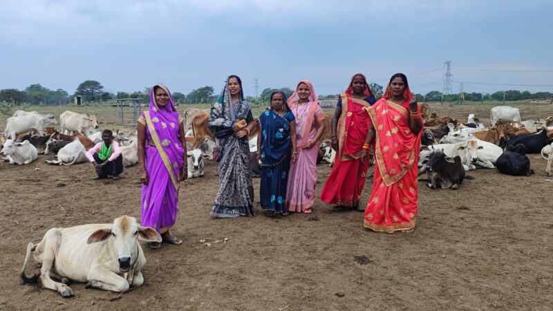कोटेतरा में सड़कों पर भटक रही आवारा पशुओं को मिला सुरक्षित आश्रय