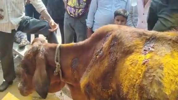 भिलाई में गोवंश को 50 से ज्यादा बार चाकू से गोदा, हिंदूवादी संगठनों ने किया थाने का घेराव