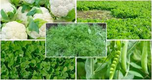 नवंबर में लगाएं ये 15 सब्जियां, 30 दिन में खेत से होगी तगड़ी कमाई! – किसानों के लिए सुनहरा मौका