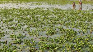 किसानों के लिए फायदे का सौदा है सिंघाड़े की खेती, 1 एकड़ में मिलता है 50 क्विंटल तक उत्पादन!