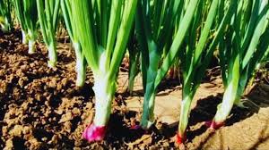 प्याज की खेती से बनाएं पैसा! ये परफेक्ट टाइम है और अपनाएं ये तरीका