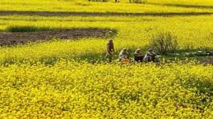सरसों के ये वैरायटी किसान को बना देंगी मालामाल, कृषि एक्सपर्ट ने बताया आसान तरीका